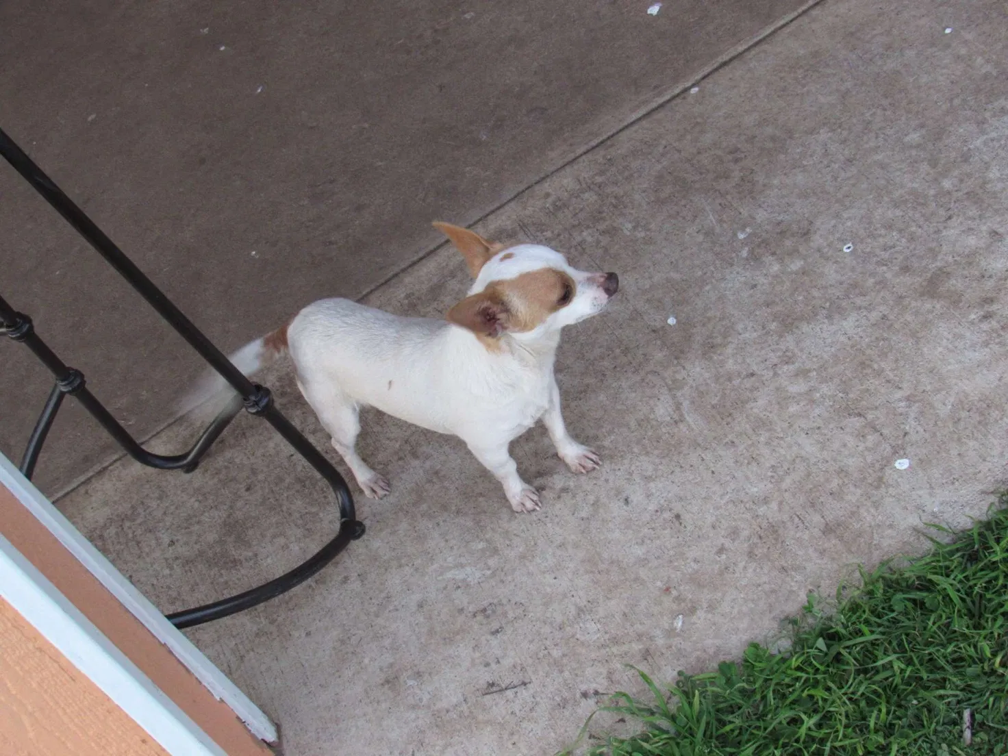 Lost dog in Fort Worth, TX, 76134