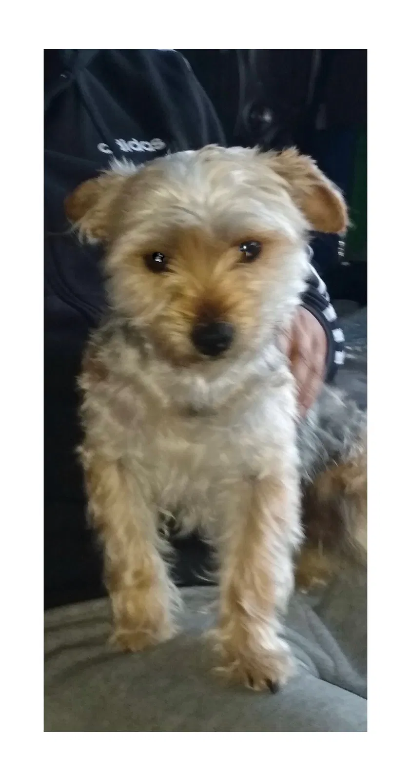 Lost dog in Richmond, CA, 94804