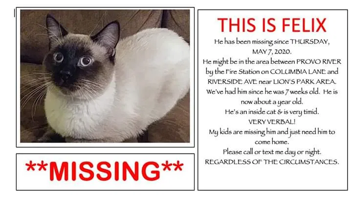 Lost cat in Randolph, UT, 84064