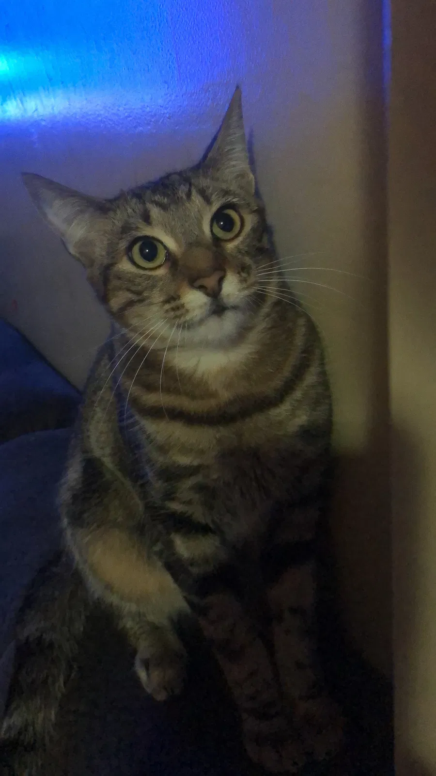Lost cat in San Francisco, CA, 94112
