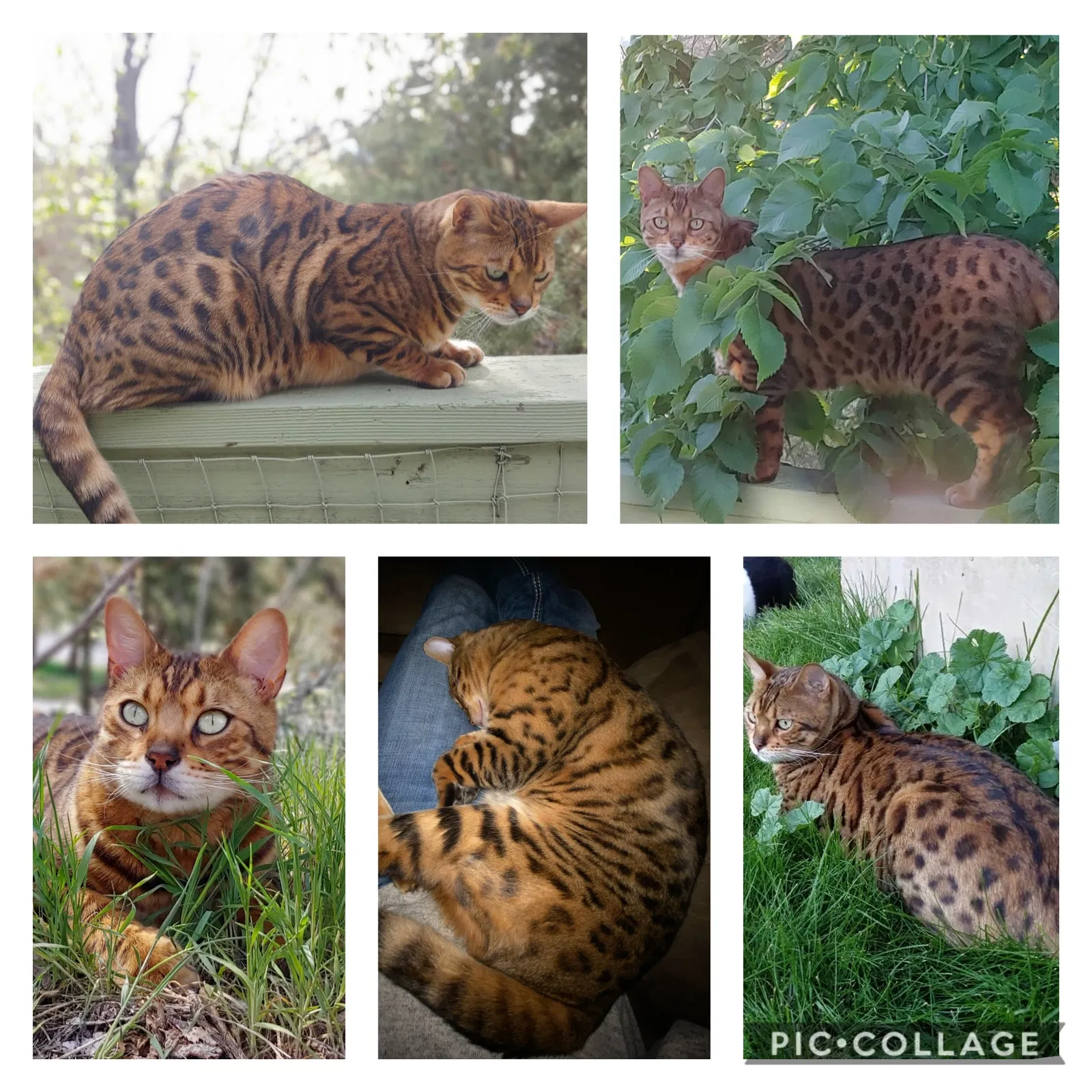 Lost cat in Redmond, OR, 97756