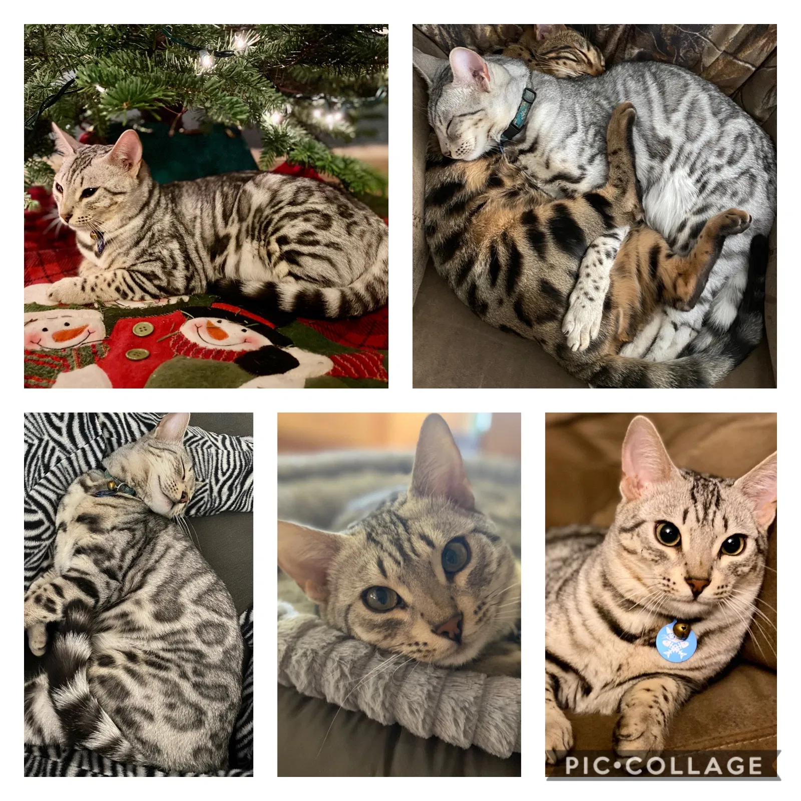 Lost cat in Redmond, OR, 97756
