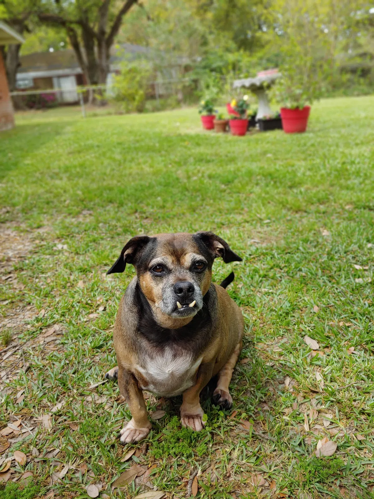 Lost dog in Sulphur, LA, 70663