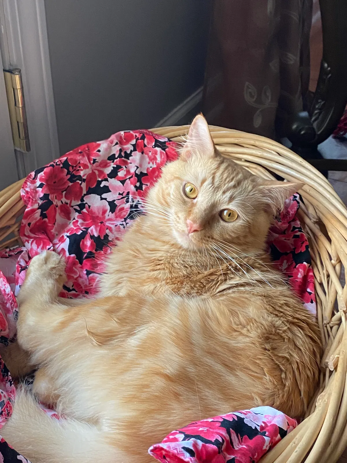 Lost cat in Knoxville, TN, 37922