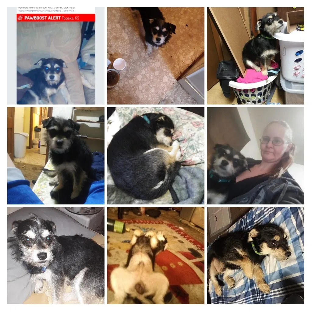 Lost dog in Topeka, KS, 66606