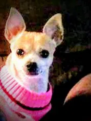 Lost dog in Phoenix, AZ, 85016