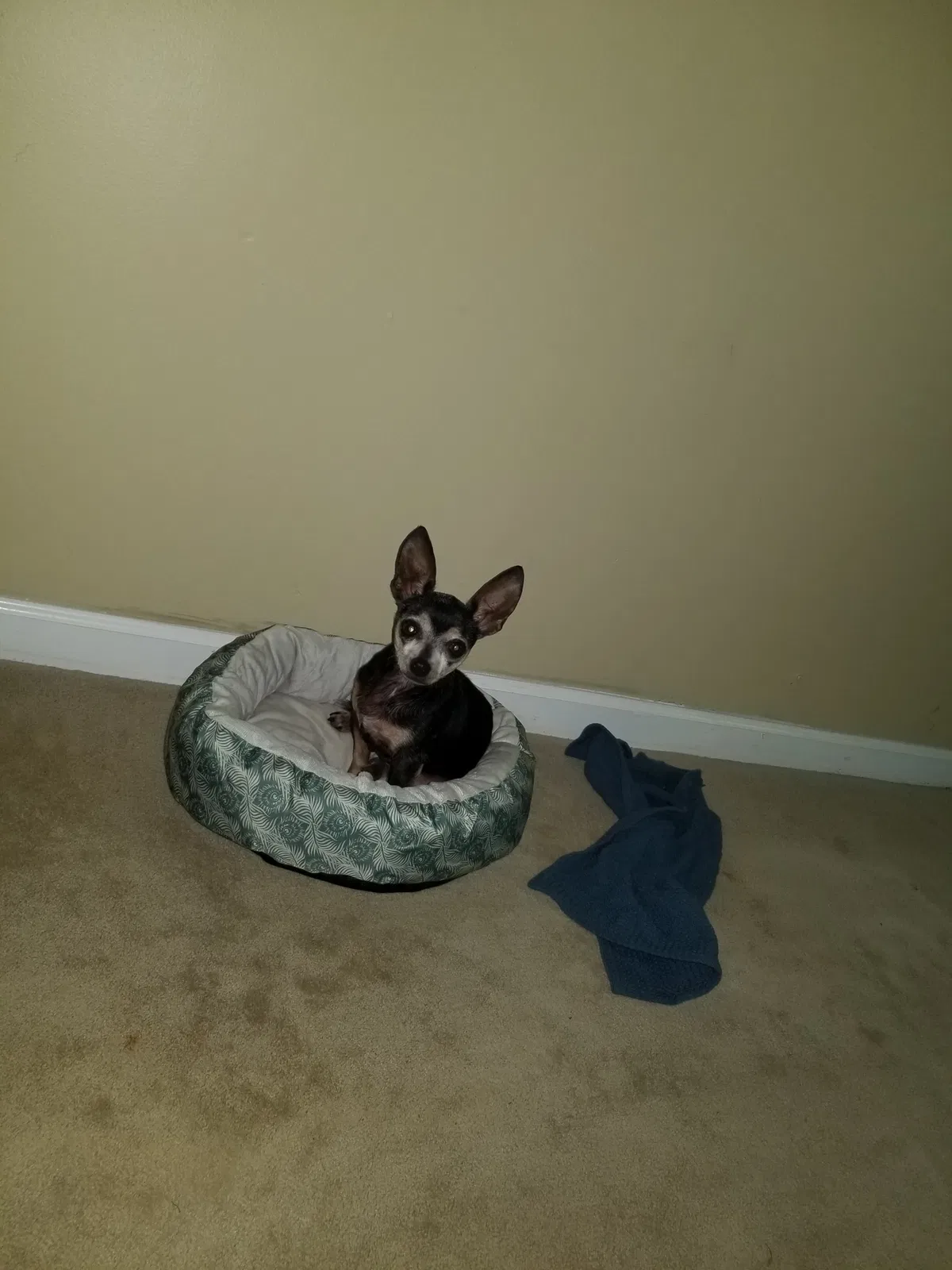 Lost dog in Easley, SC, 29642