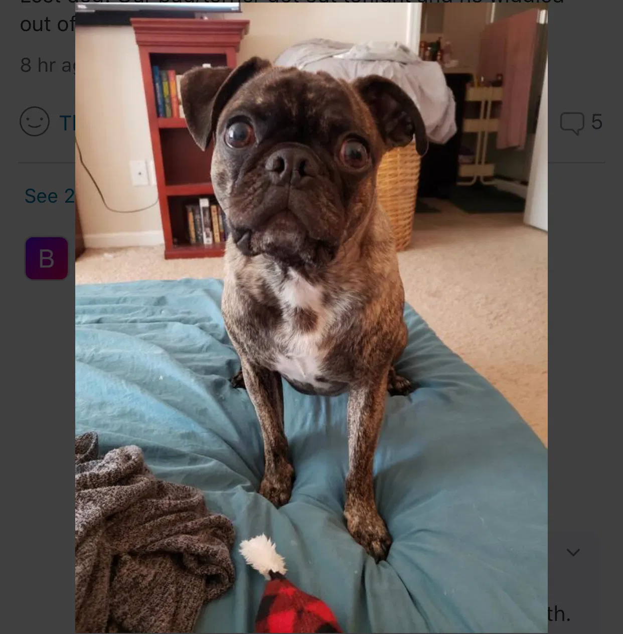 Lost dog in Happy Valley, OR, 97086