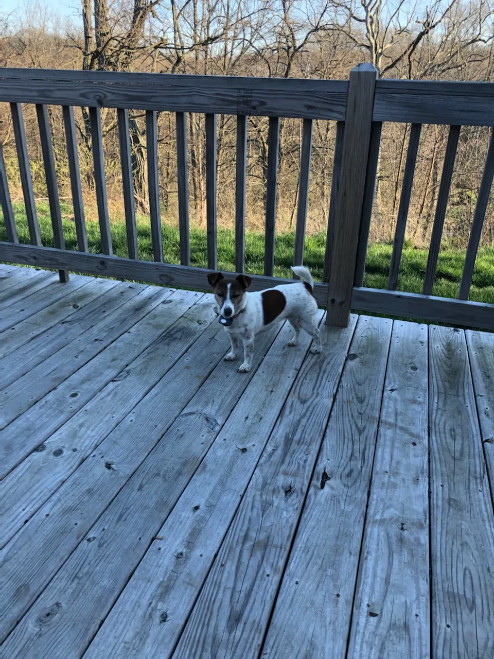 Lost dog in Lancaster, OH, 43130