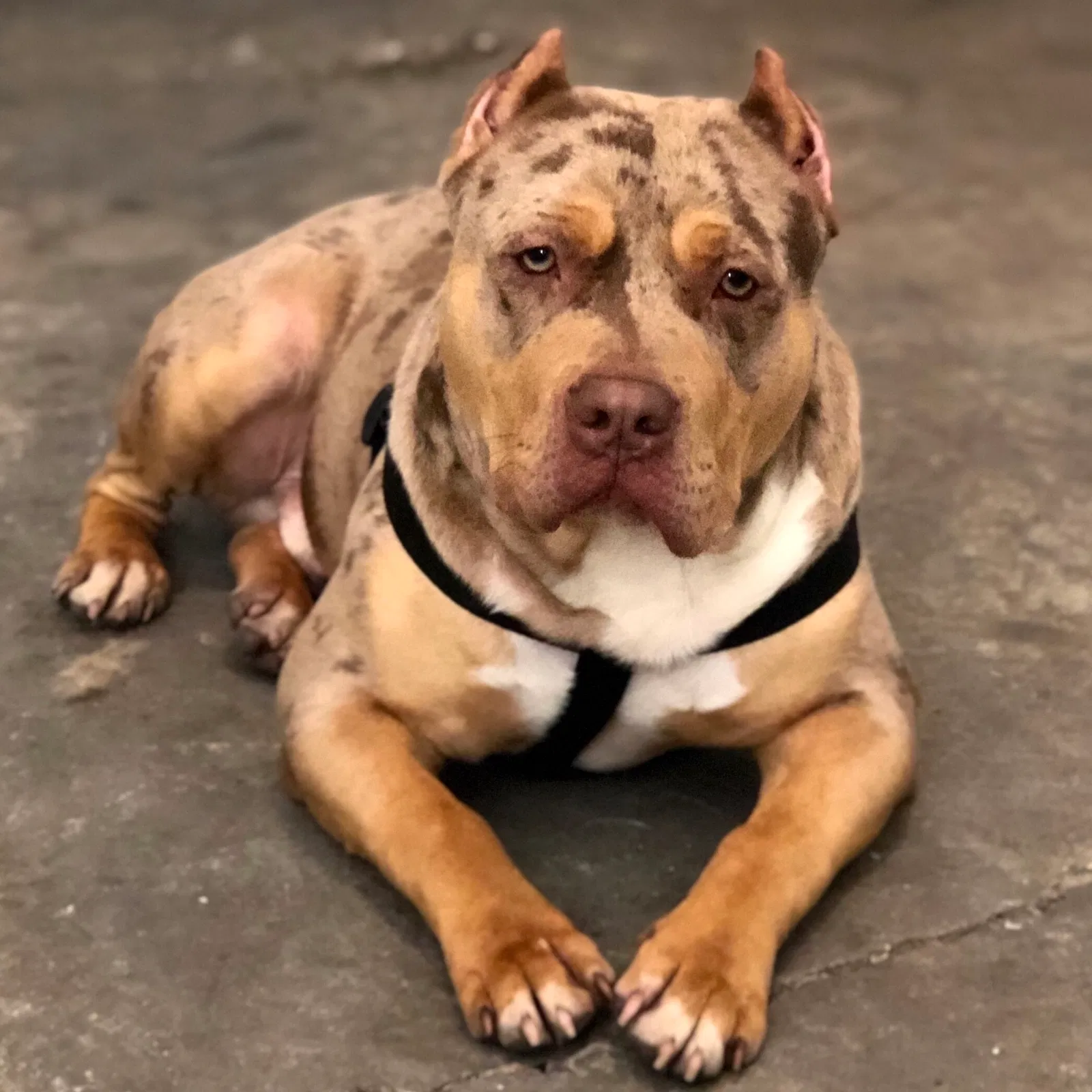 Lost dog in Columbus, OH, 43230