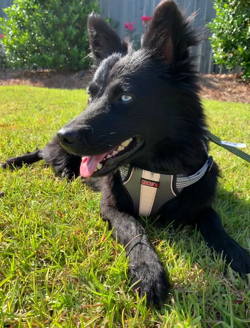 Lost dog in Rayville, LA, 71269