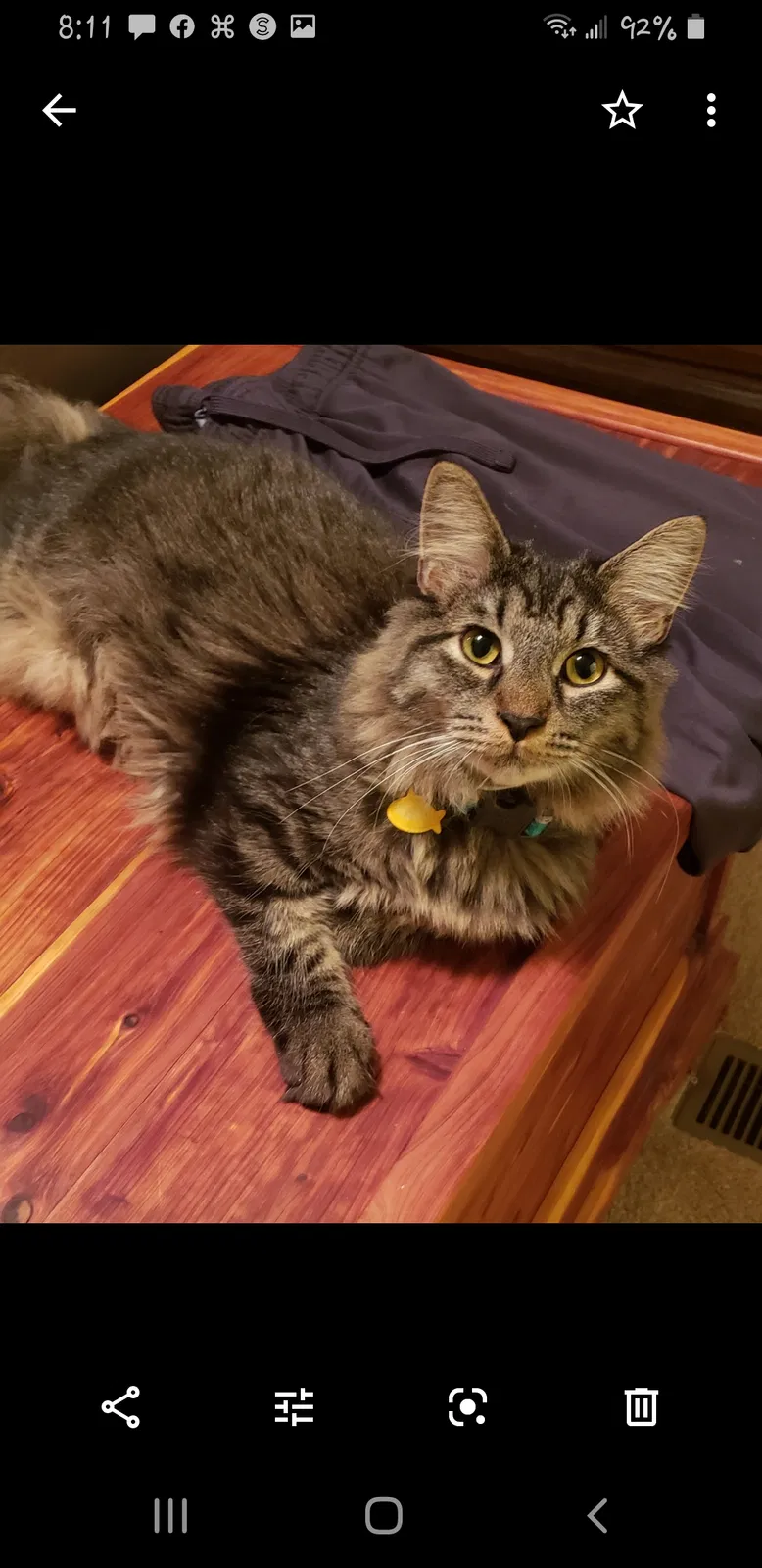 Lost cat in West Columbia, SC, 29170