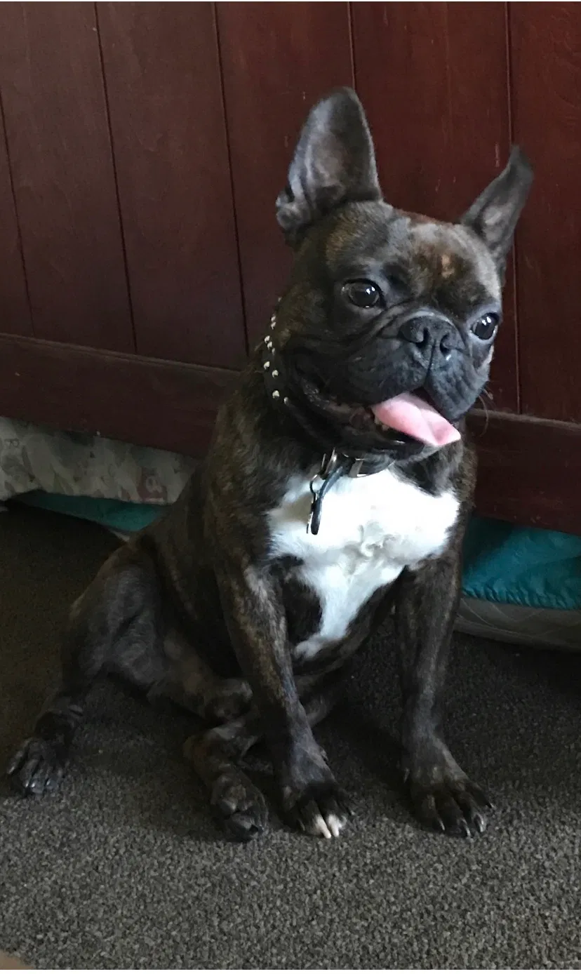 Lost dog in Los Angeles, CA, 90011