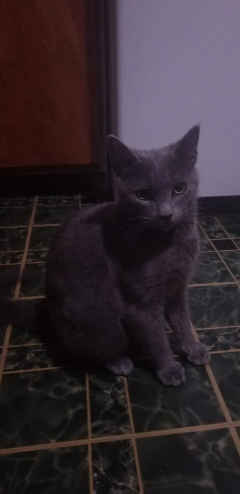 Lost cat in Reston, VA, 20191