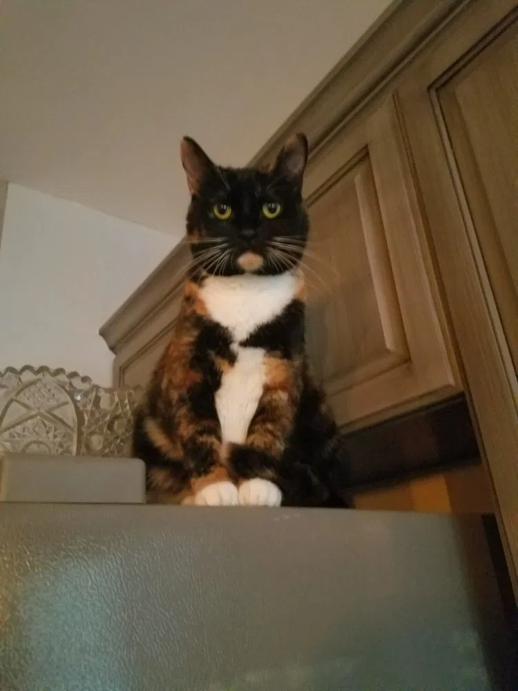 Lost cat in Woodstock, GA, 30189