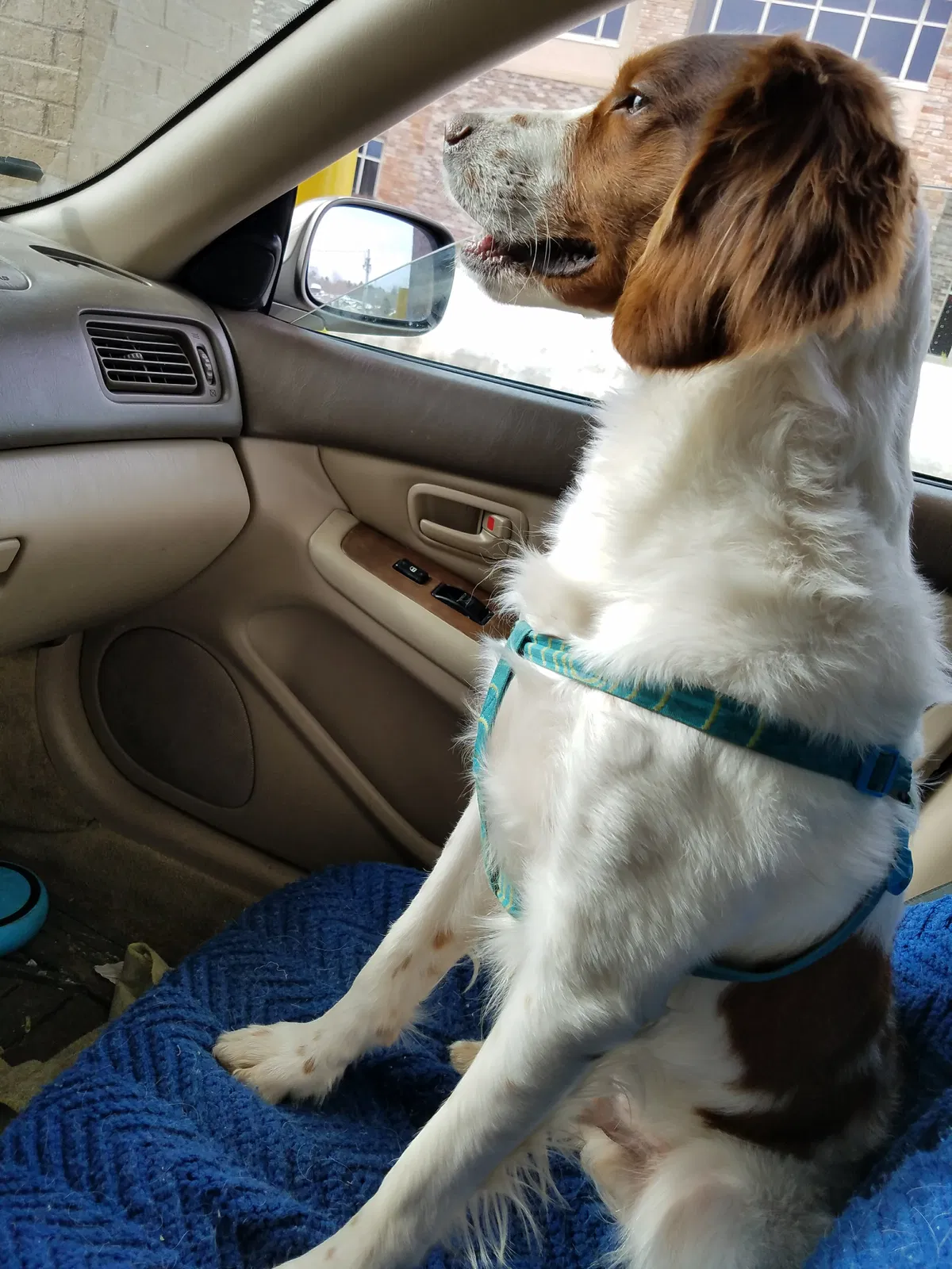 Lost dog in Hastings, MN, 55033