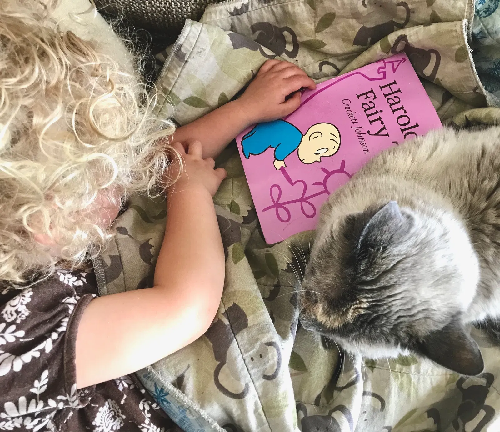 Lost cat in Littleton, CO, 80120