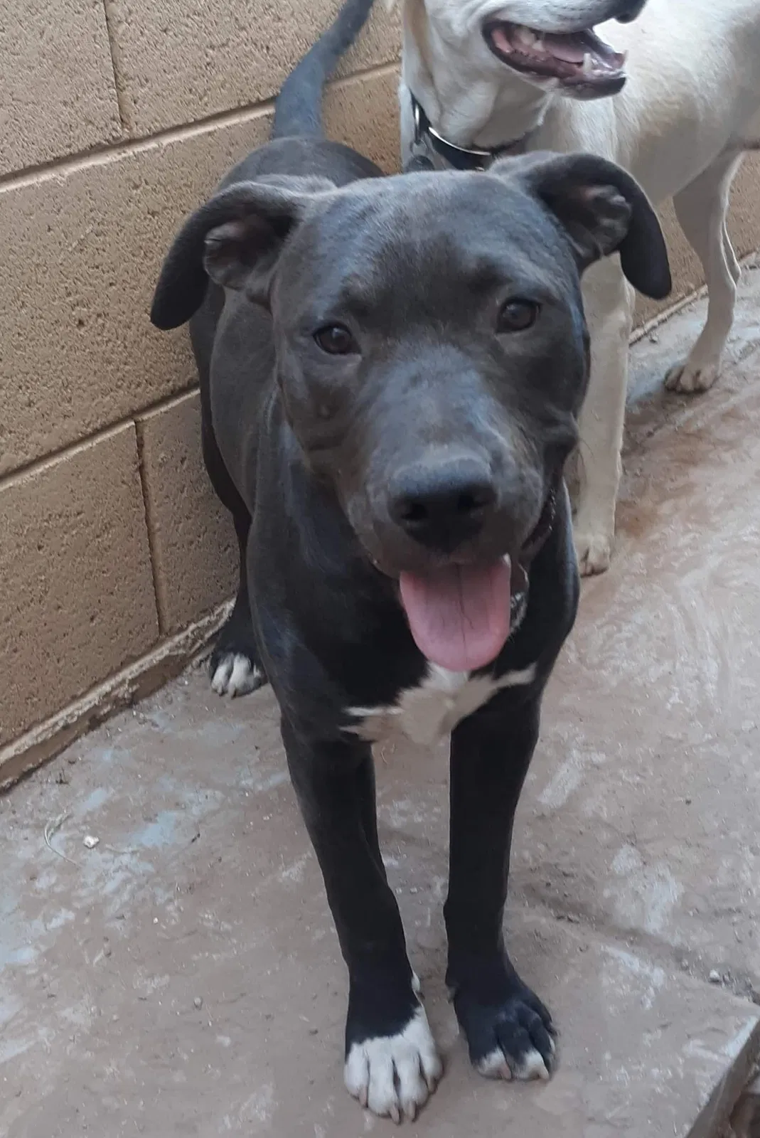 Lost dog in Phoenix, AZ, 85035