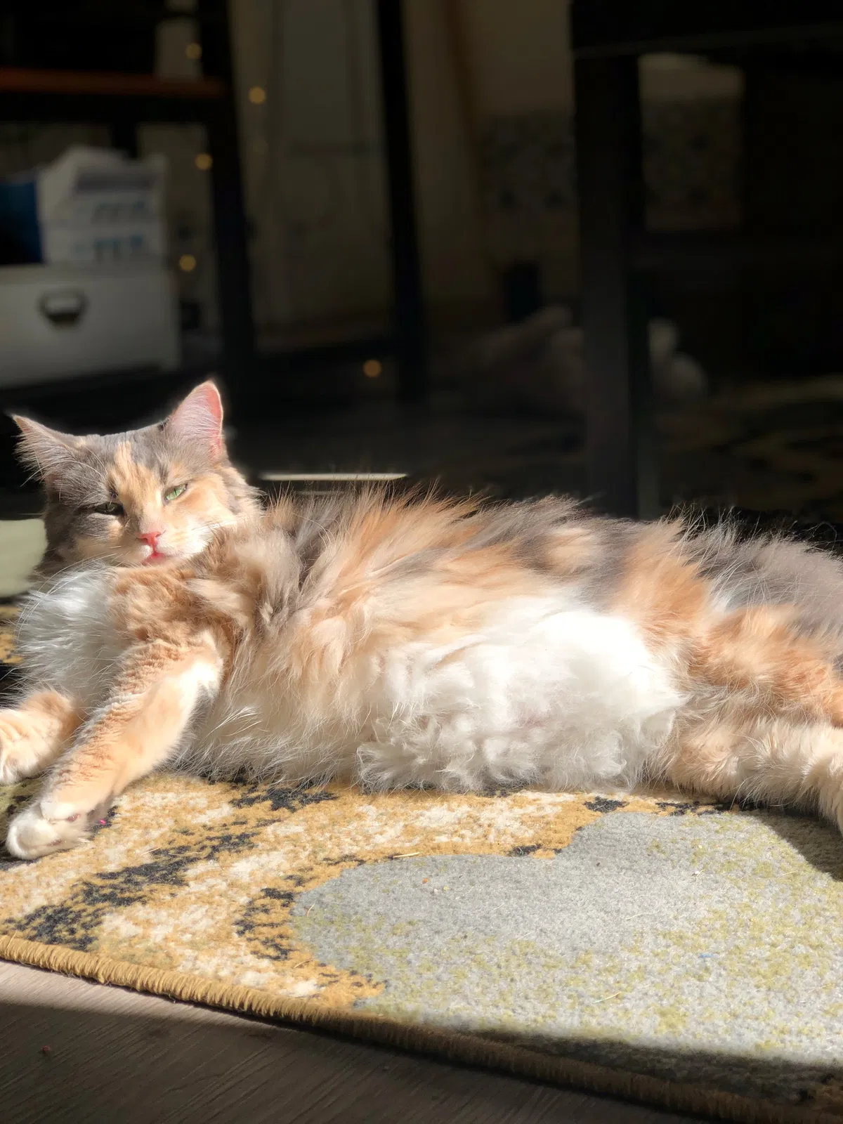 Lost cat in Yorba Linda, CA, 92887