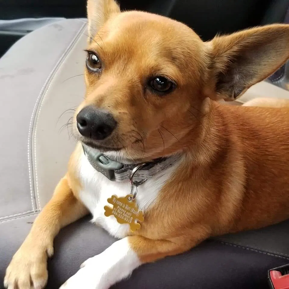 Lost dog in Keaau, HI, 96749