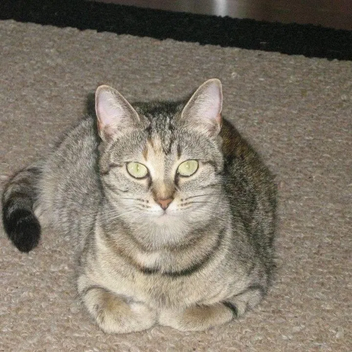Lost cat in Mount Pleasant, NC, 28124