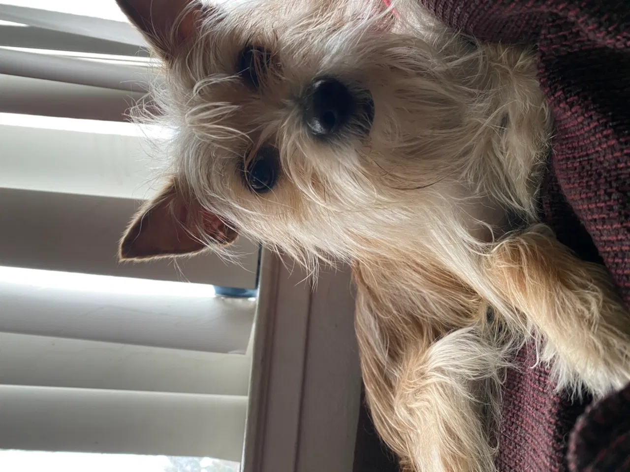 Lost dog in Rancho Cordova, CA, 95670