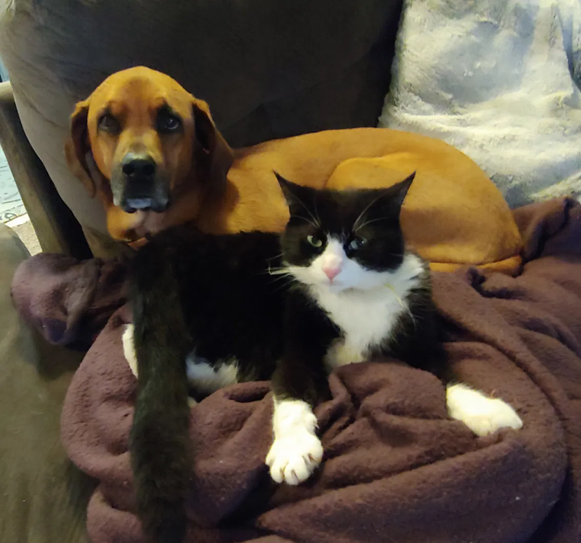 Lost cat in Belmont, NC, 28012