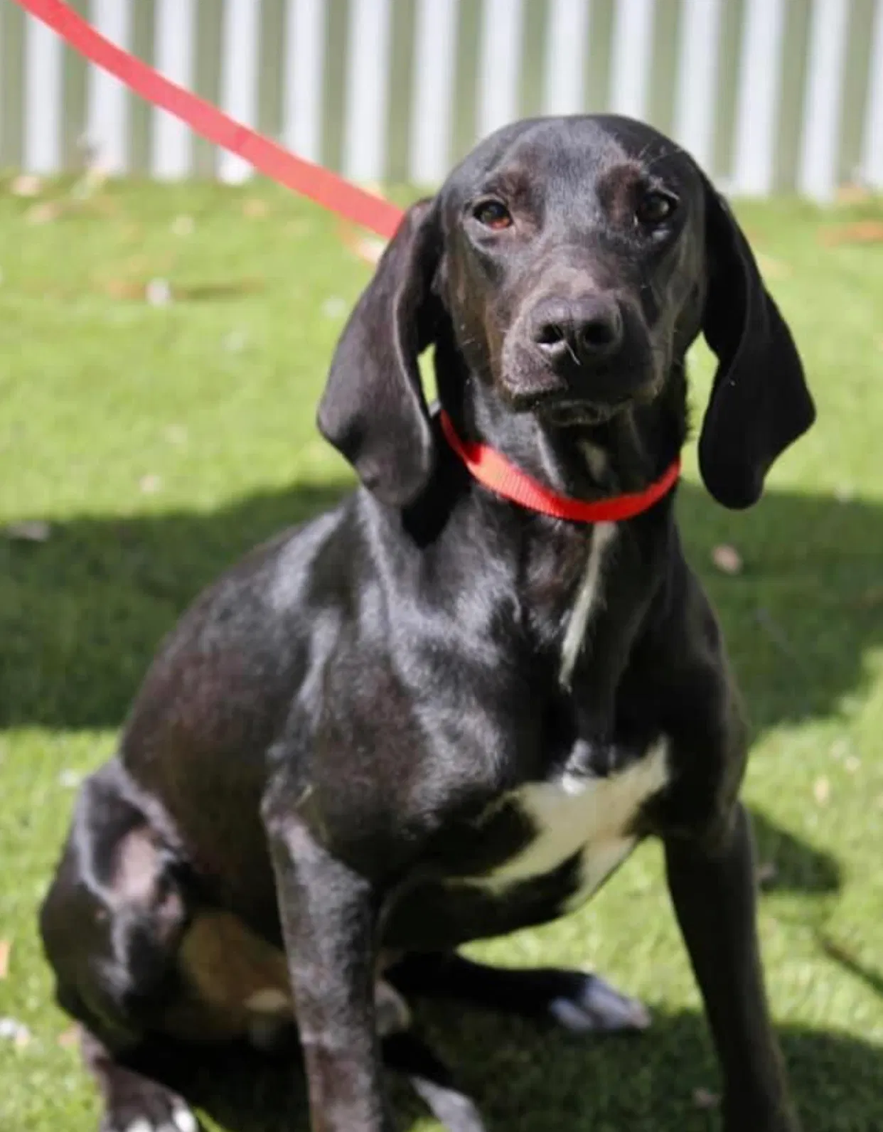 Lost dog in Colorado Springs, CO, 80903