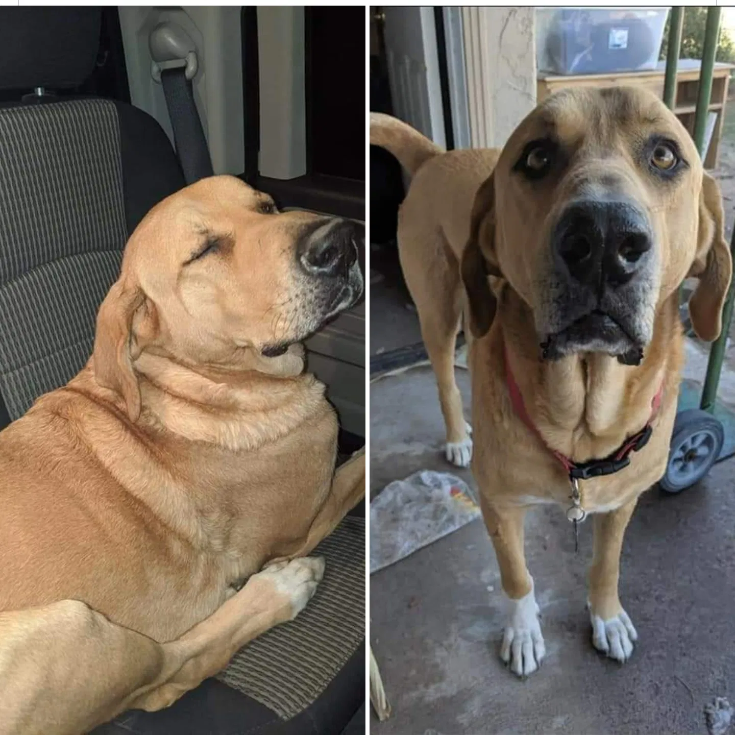 Lost dog in Tucson, AZ, 85706