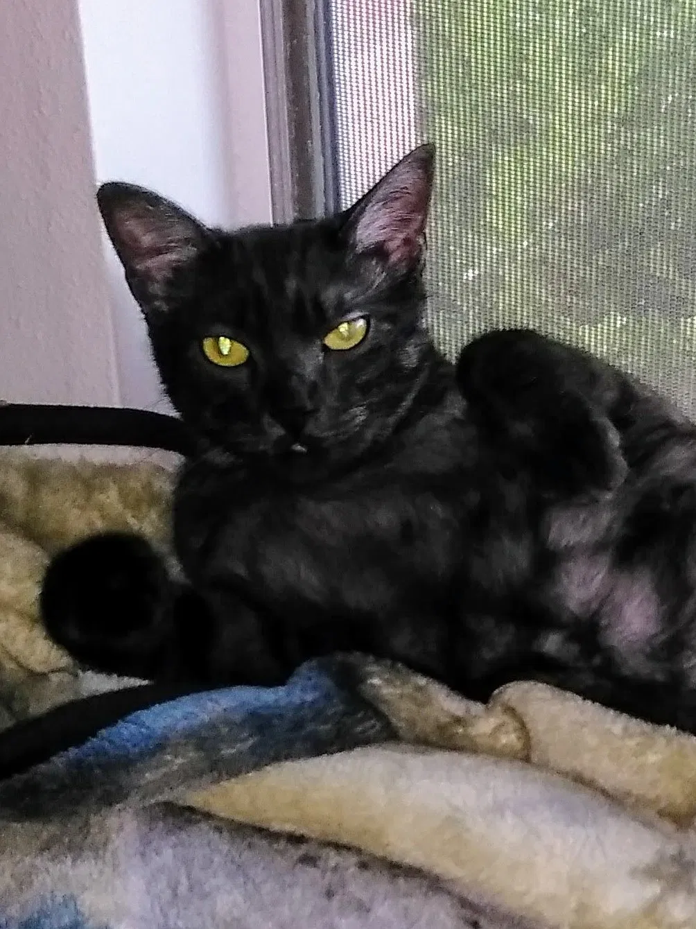 Lost cat in Pflugerville, TX, 78660