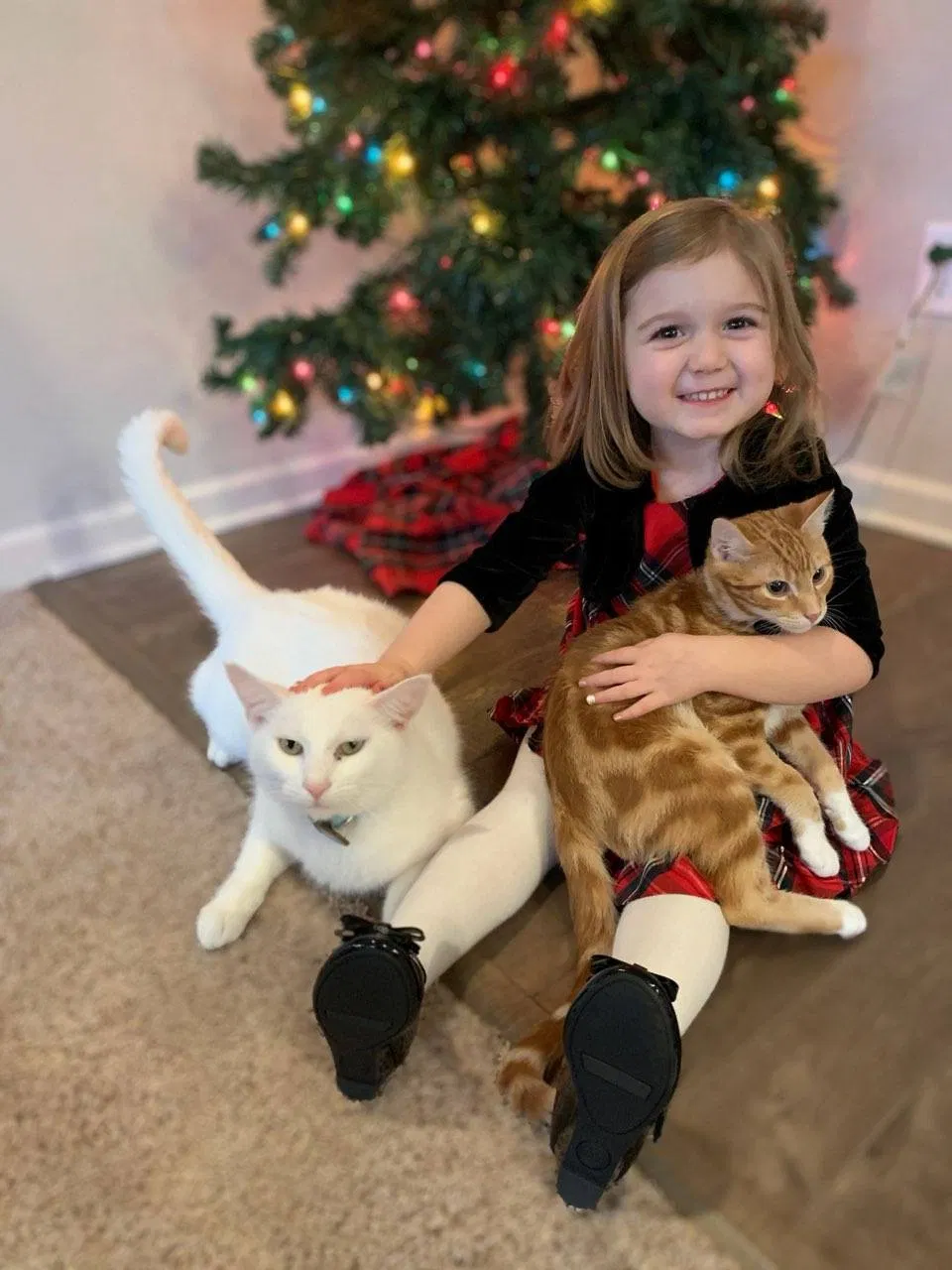 Lost cat in Troutdale, OR, 97060