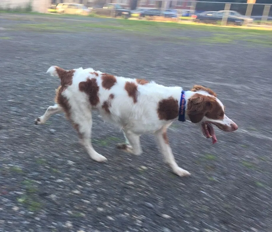 Lost dog in Fort Washington, PA, 19034