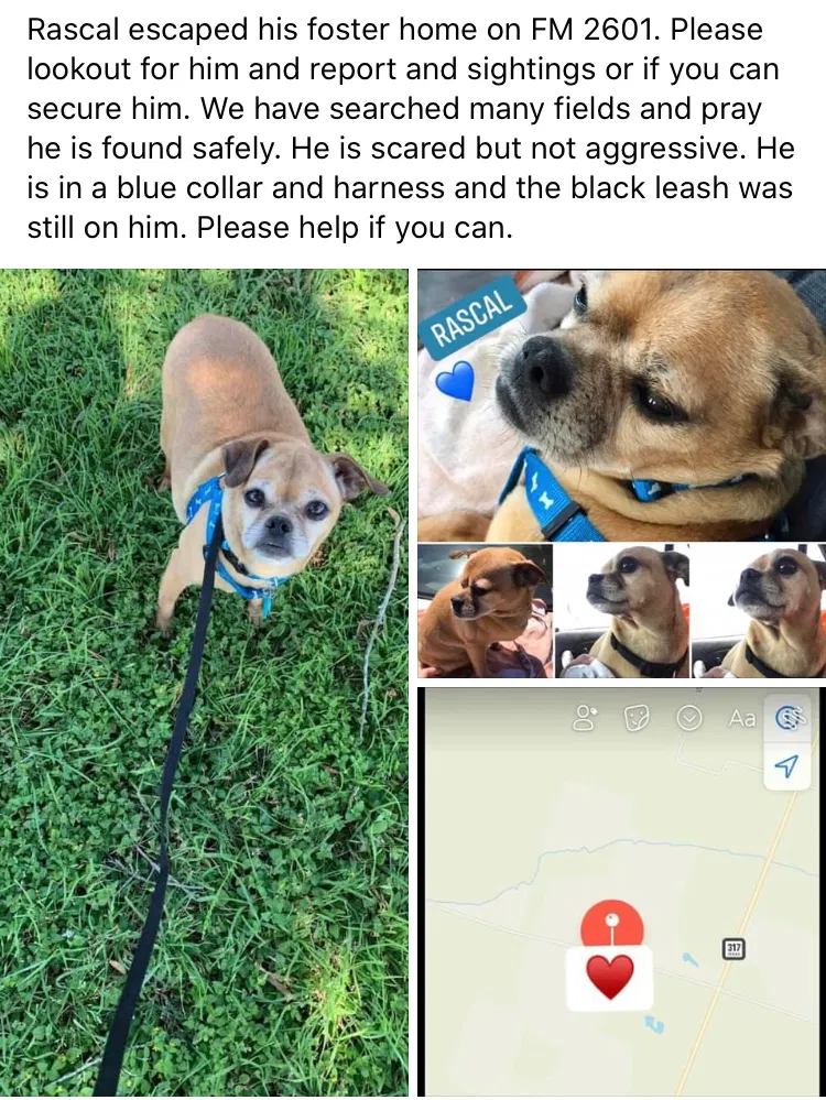 Lost dog in Moody, TX, 76557