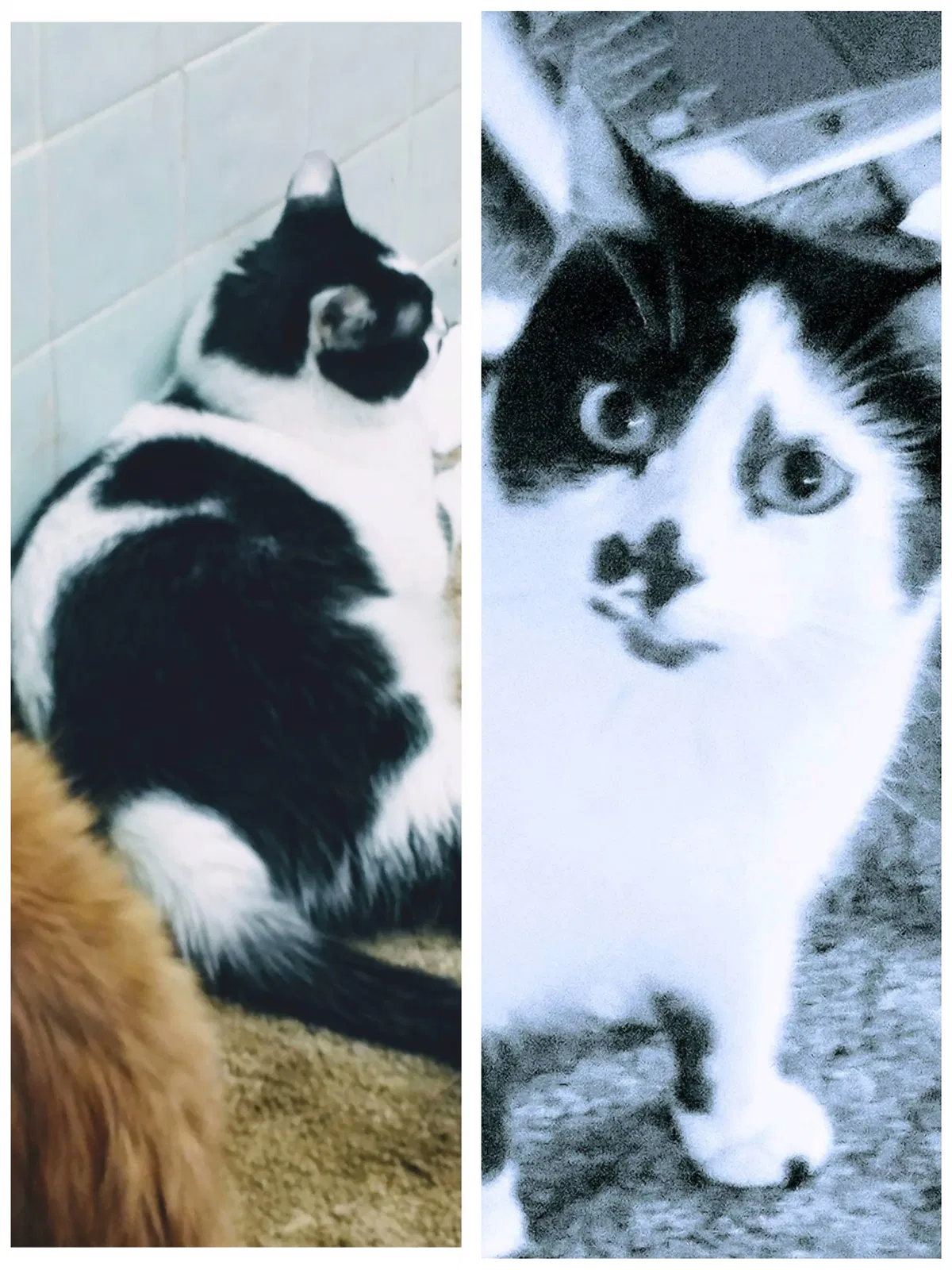 Lost cat in Reseda, CA, 91335