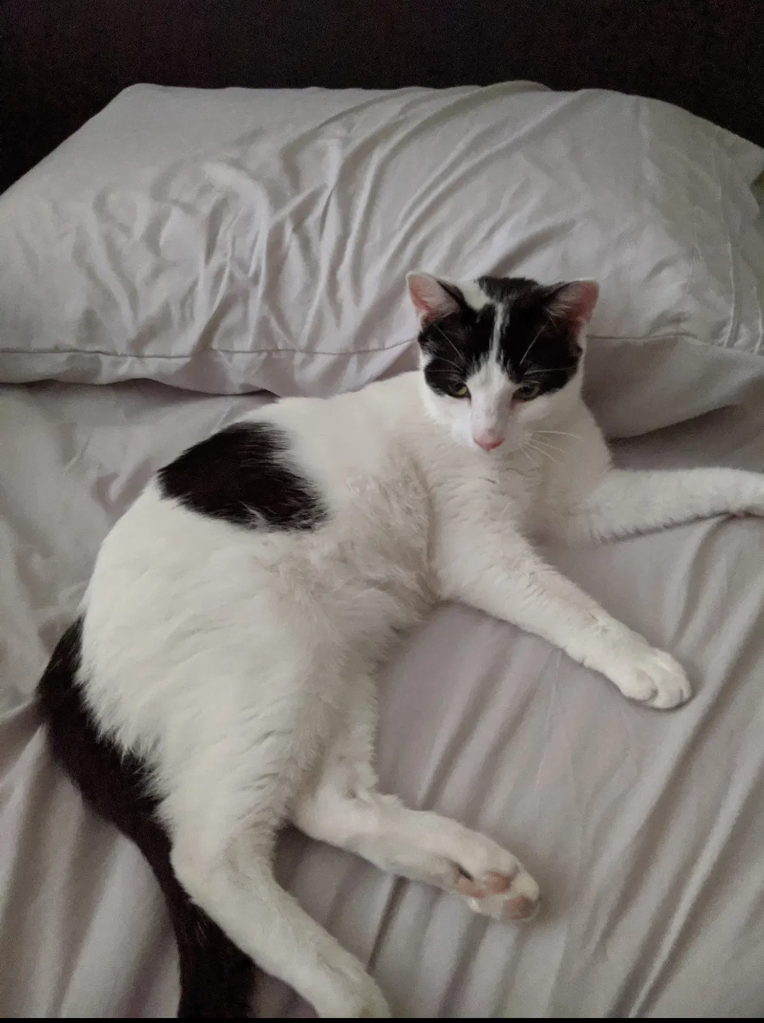 Lost cat in Columbus, OH, 43235