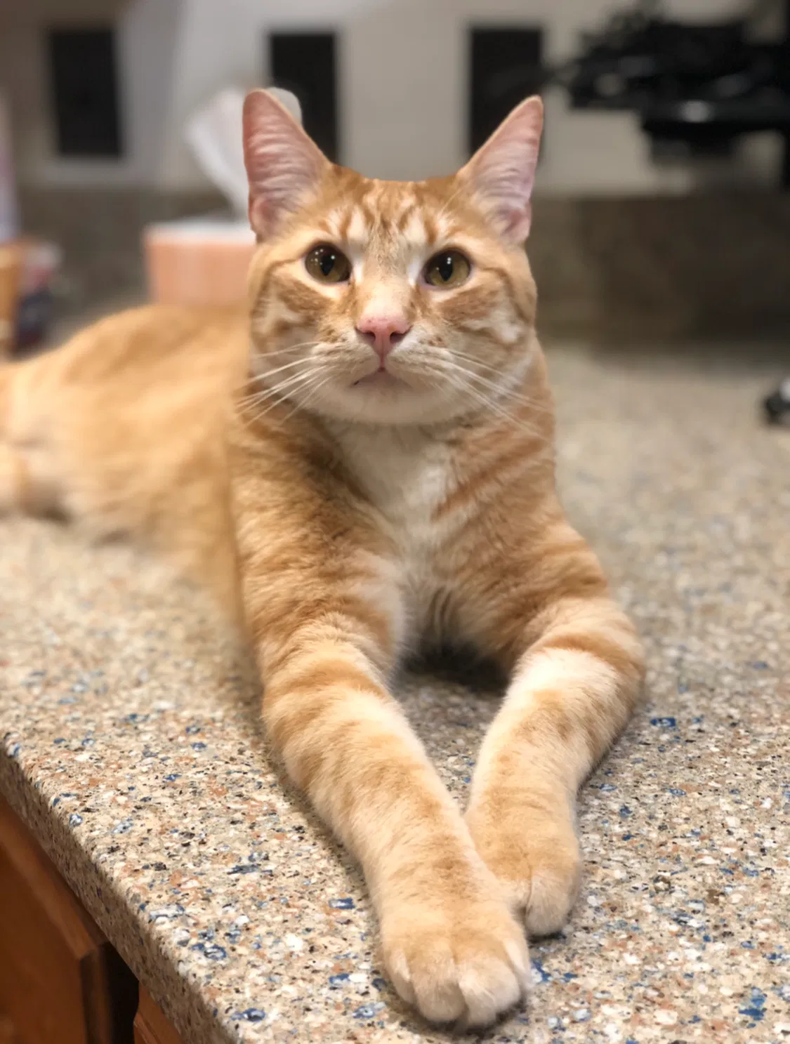 Lost cat in Duluth, MN, 55808