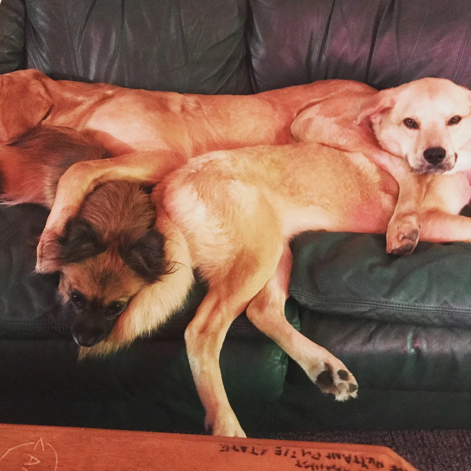 Lost dog in Jacksonville, FL, 32216