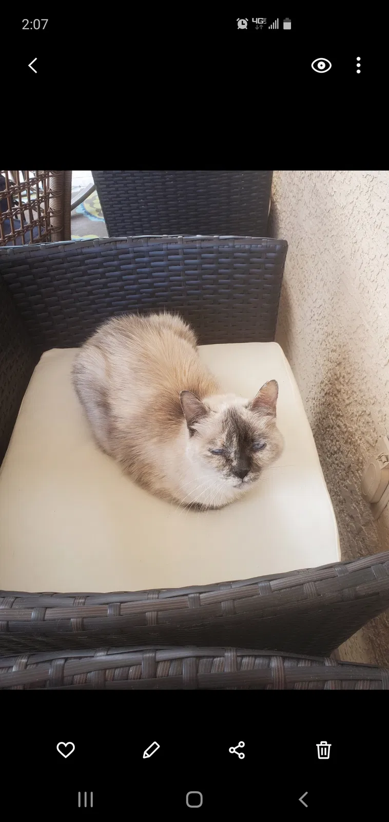Lost cat in Chandler, AZ, 85225