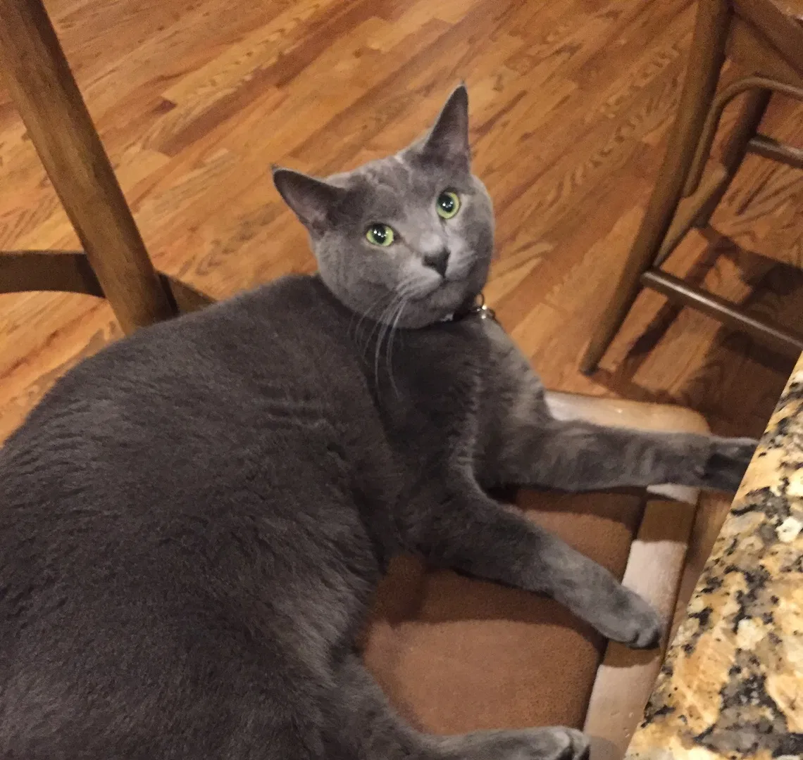 Lost cat in Greenville, SC, 29607