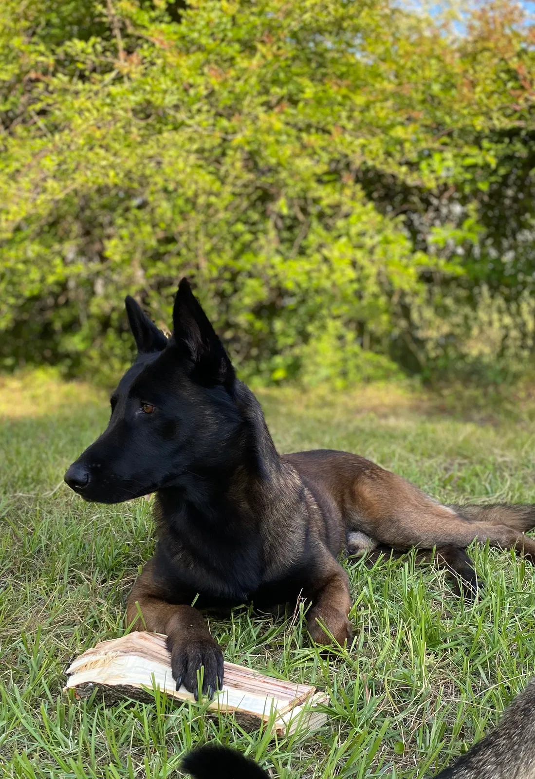 Lost dog in Jacksonville, NC, 28546