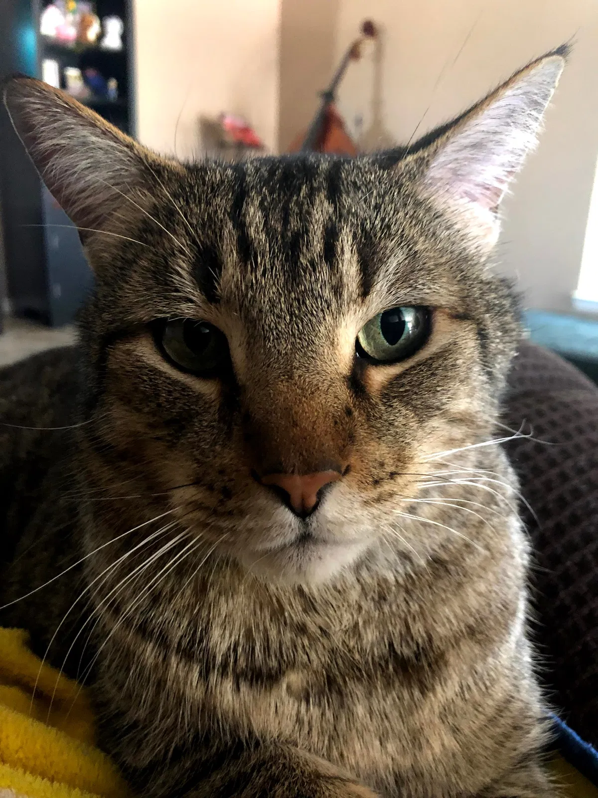Lost cat in College Station, TX, 77845