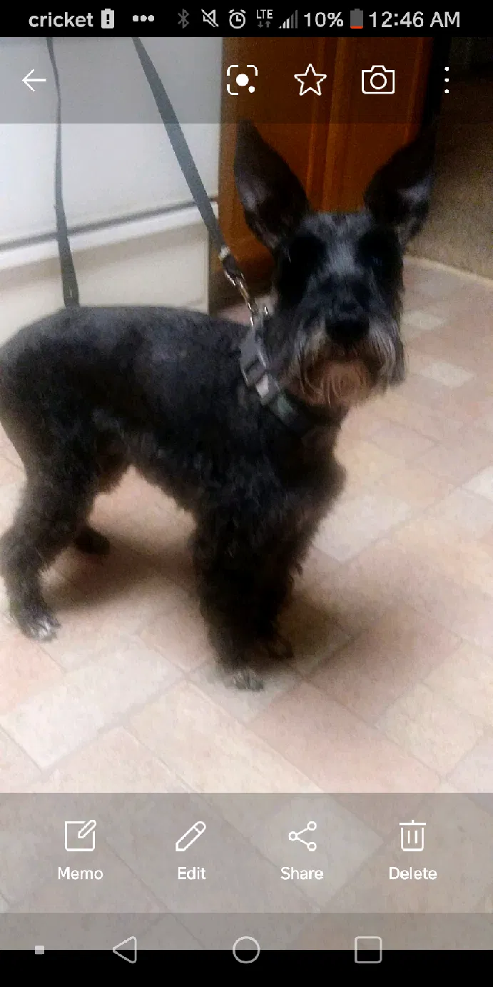 Lost dog in San Angelo, TX, 76901