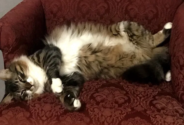 Lost cat in Lawton, OK, 73505