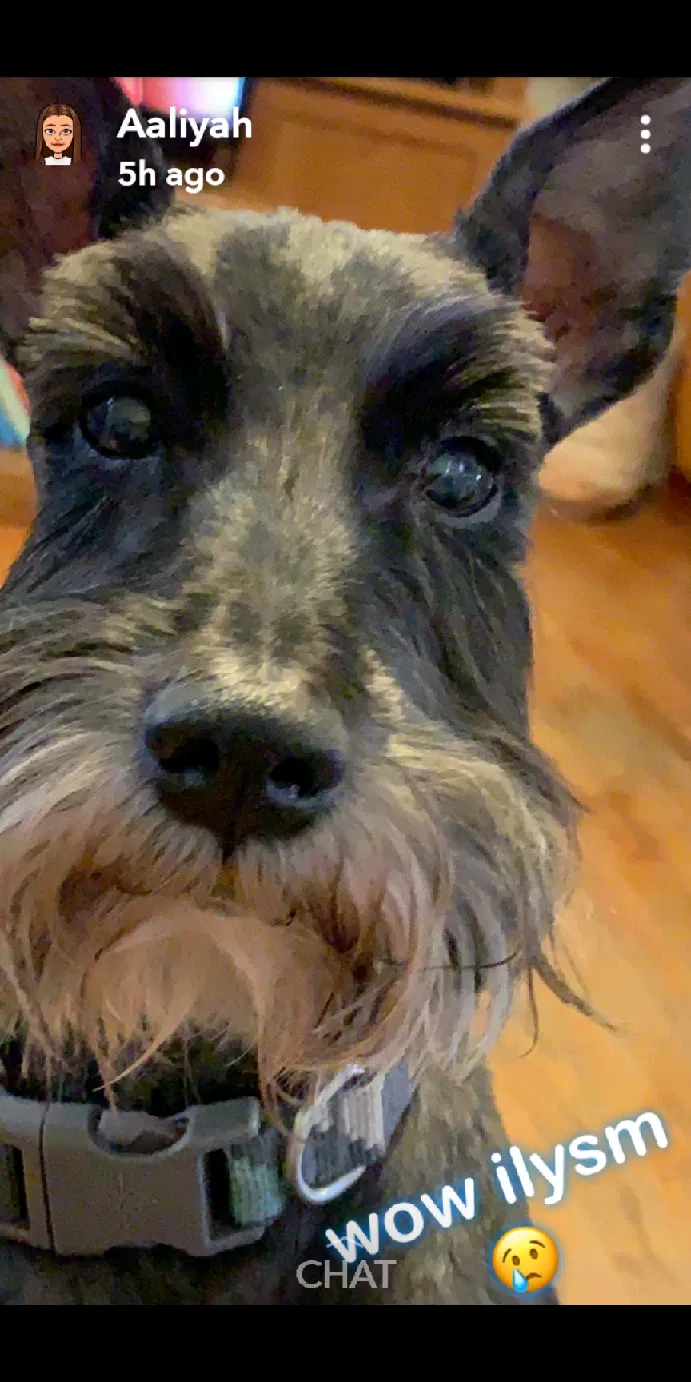 Lost dog in San Angelo, TX, 76901