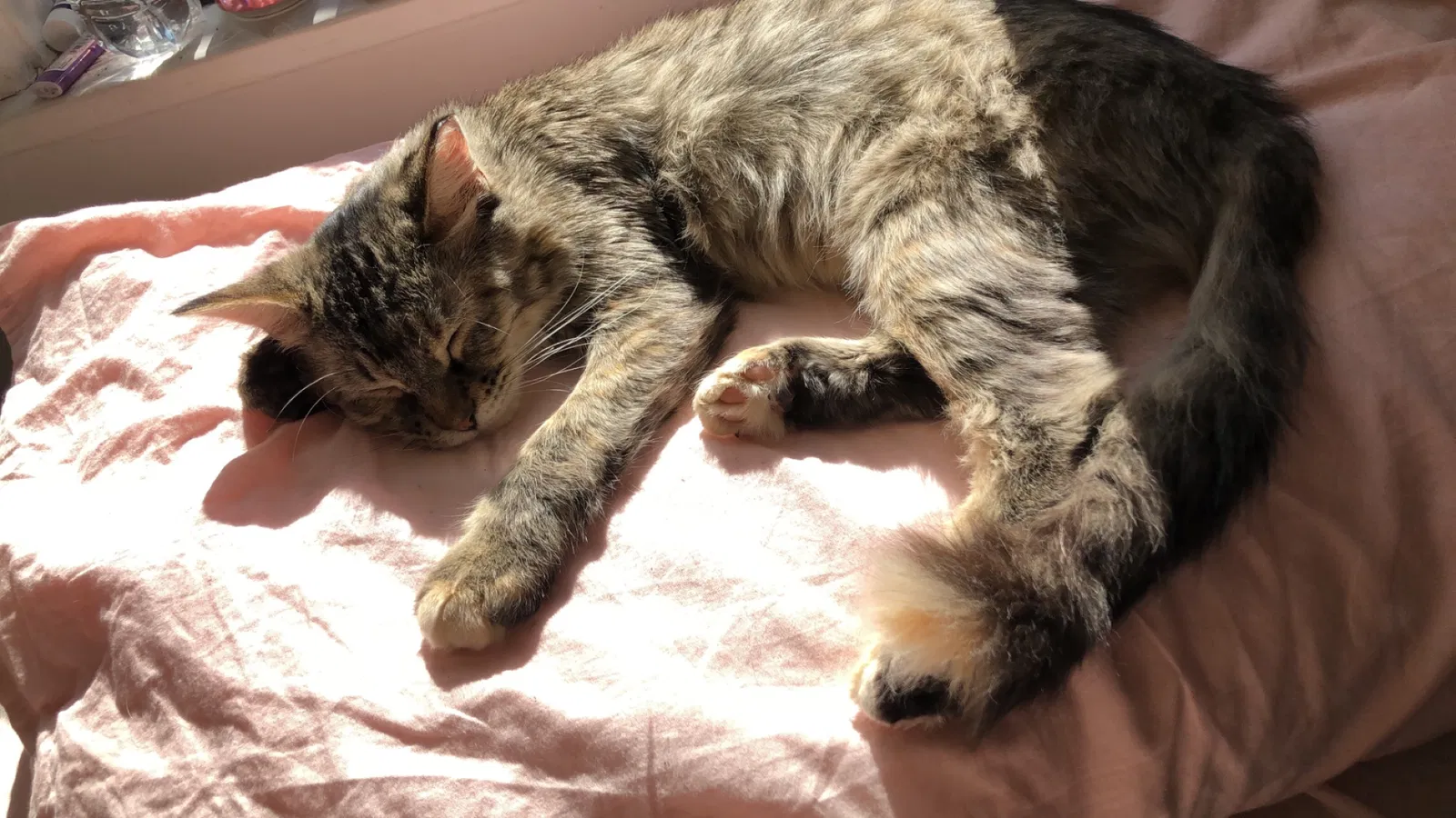 Lost cat in Dubuque, IA, 52001
