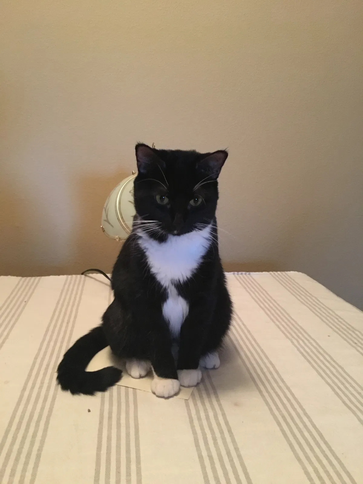 Lost cat in Kansas City, KS, 66109
