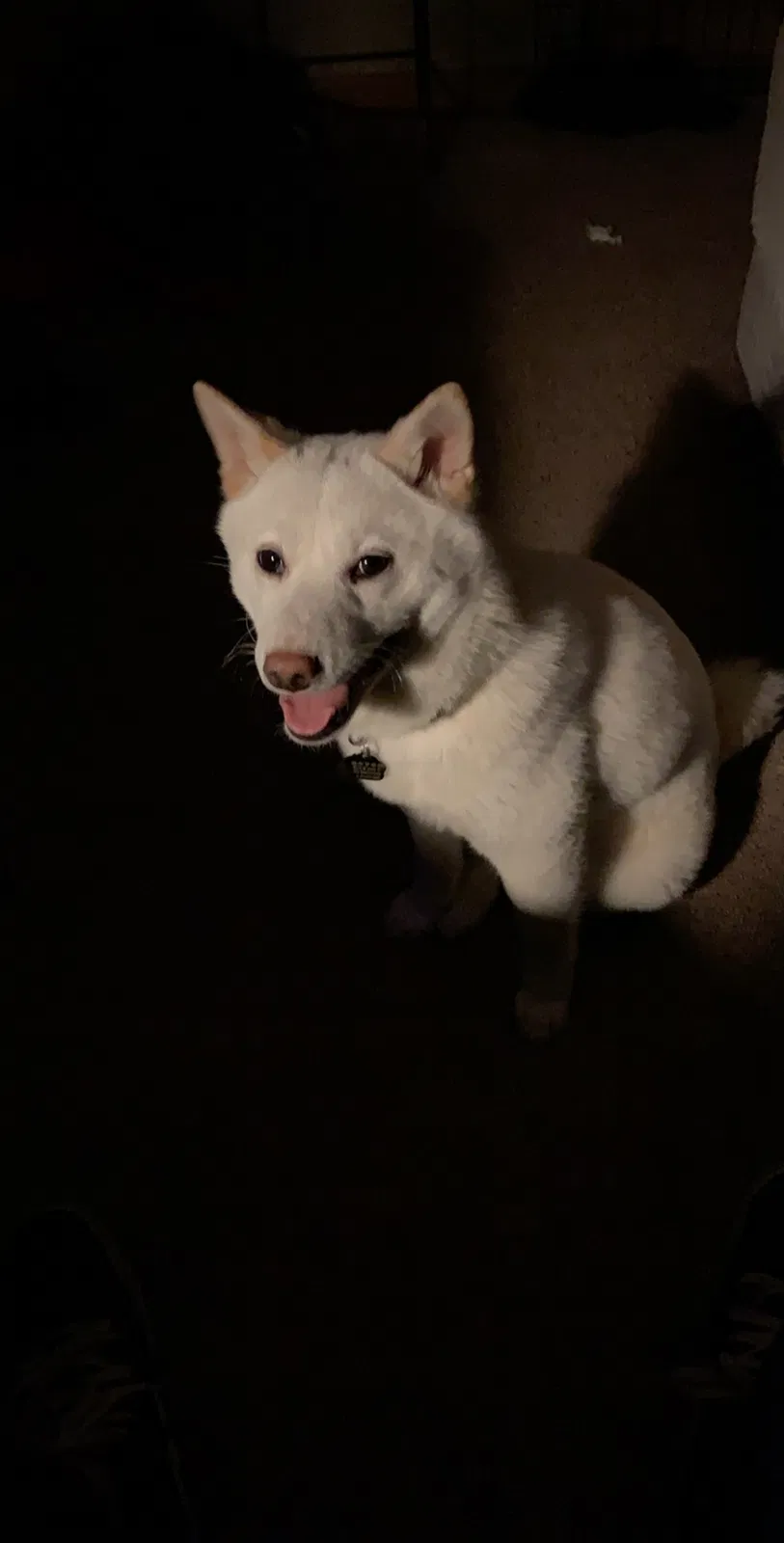 Lost dog in Bourbonnais, IL, 60914