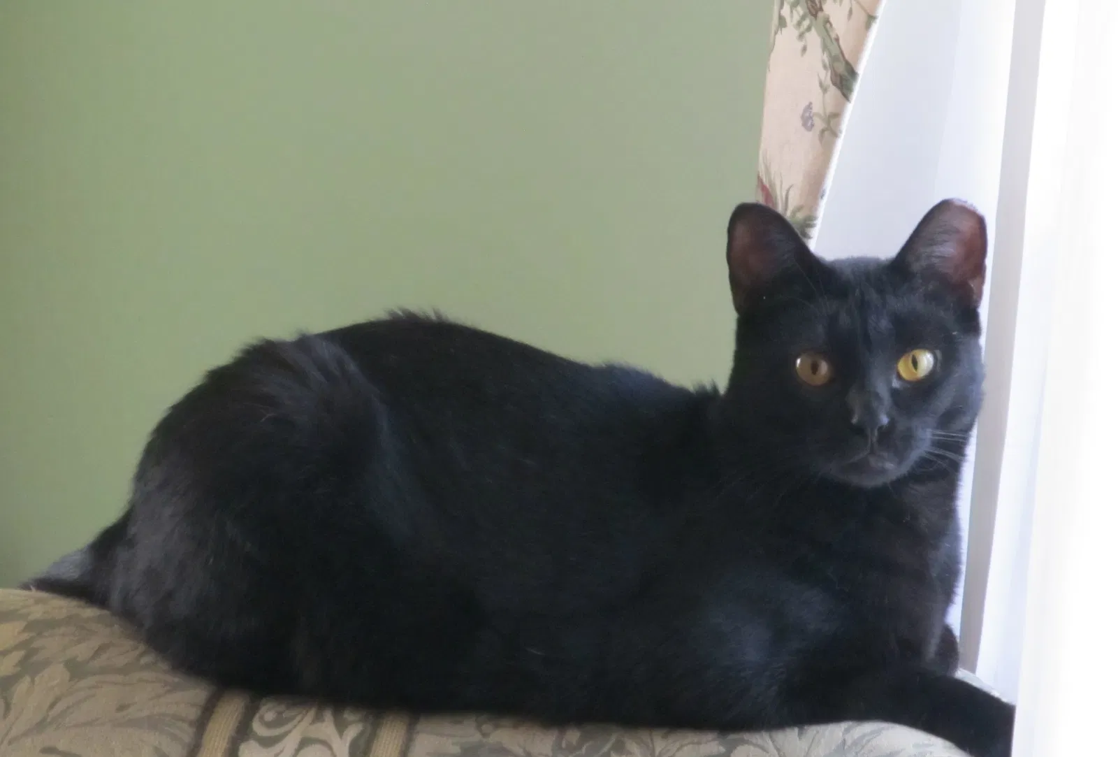 Lost cat in Elmont, NY, 11003