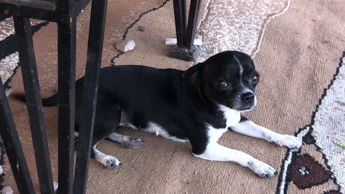 Lost dog in Mesa, AZ, 85210