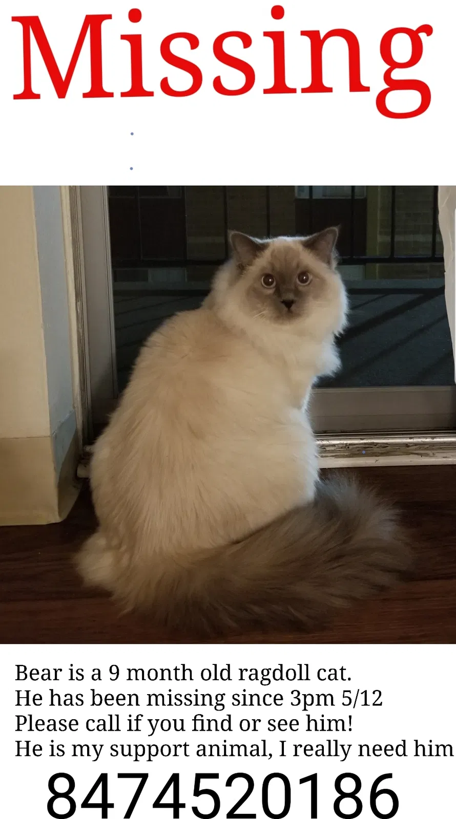 Lost cat in Denver, CO, 80222